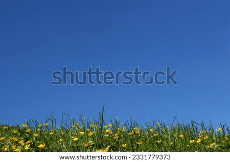 Buttercups and grasses against a blue sky in summer.