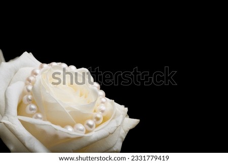 White rose with pearls on the black background. Isolated.