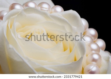 Extreme close up of white rose with pearls on the black background. Isolated.