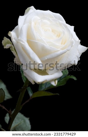 White rose on the black background.