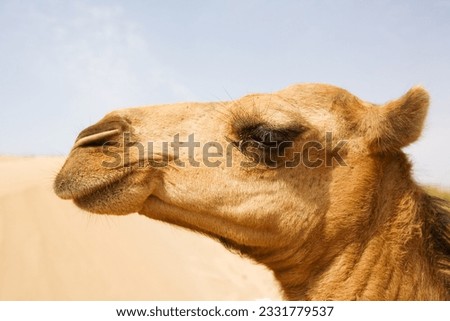 The camel on the Sahara, Moroccol