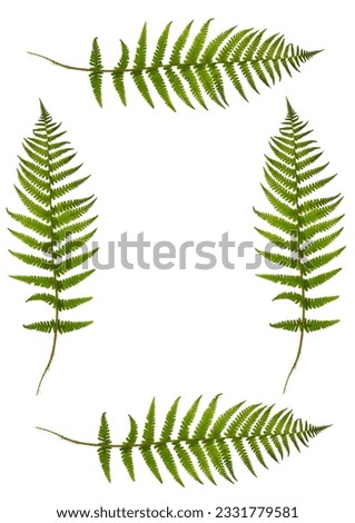 Four green fern leaves creating a border with a central blank section, over white.