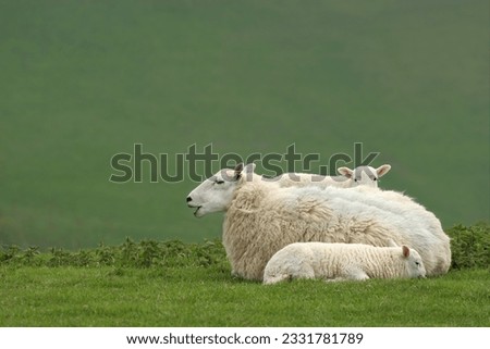 White female sheep lying down on the grass in spring, with two new born lambs next to her.