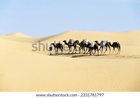 Camel caravan going through the sand dunes in the Sahara Desert, Algeria, Africa.