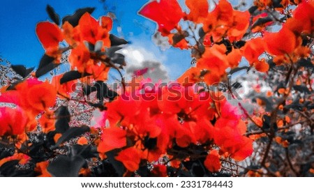 Some beautiful Bougainvillea spectabilis Willd on a red mood