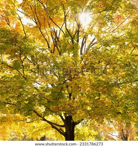 Maple tree in autum with colorful leaves.