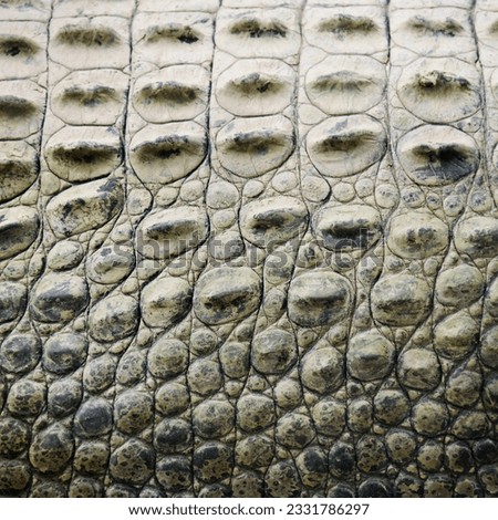 Close up of side of crocodile showing scaly skin, Australia.