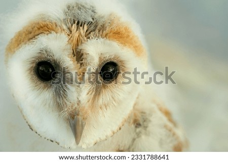 Face of a new born baby barn owl.