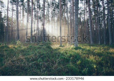 beautiful light beams in forest through trees in misty morning. Vintage photography effect.Retro grainy color film look.
