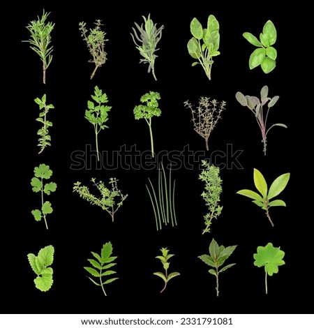 Herb leaf selection over black background. From top left to right in four rows, rosemary, golden thyme, lavender, variegated sage ,basil, oregano, flat leafed parsley, curly ,parsley, silver thmye, pu