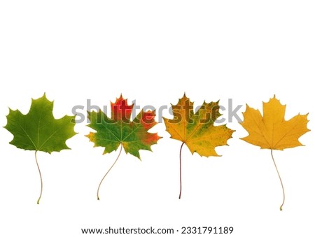 Abstract of a line of maple leaves with the colors progressing from green to the colors of Autumn. Set against a white background.