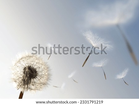 A Dandelion blowing seeds in the wind. Royalty-Free Stock Photo #2331791219