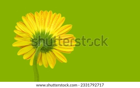 A yellow gerbera flower isolated on green