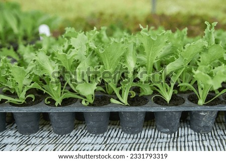 Organic lettuce seedlings in seedling trays aged 15-20 days Royalty-Free Stock Photo #2331793319