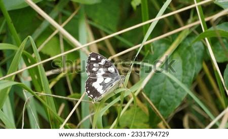 Enchanting Marbled White butterfly: Exploring the beauty of Melanargia galathea. Summer season
