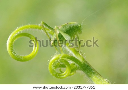 Greater angle-wing katydid -Microcentrum rhombifolium- in late instar phase -juvenile-