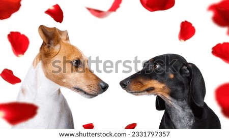 couple of dogs in love , looking each other in the eyes, with passion, isolated on white background