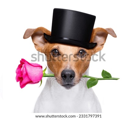 jack russell dog with a pink red rose in mouth , in love on valentines day, isolated on white background, wearing a black hat