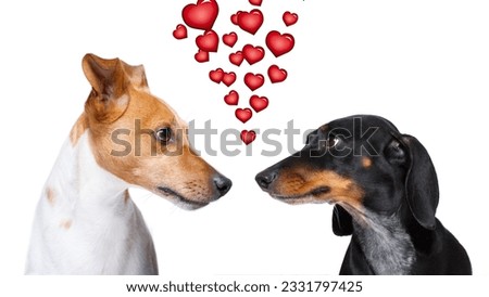 couple of dogs in love , looking each other in the eyes, with passion, isolated on white background