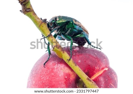 Mettalic green fig beetle -Cotinus texana- on apricot also called -green fruit beetle-, -junebug-, and -figeater--. Common to the southwestern United States.