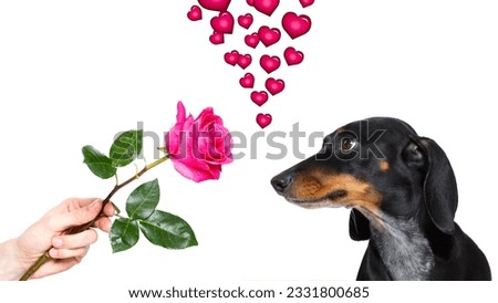 dachshund dog with a pink red rose , in love with his owner, for valentines