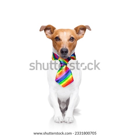 crazy funny gay dog proud of human rights ,sitting and waiting, with rainbow flag tie , isolated on white background
