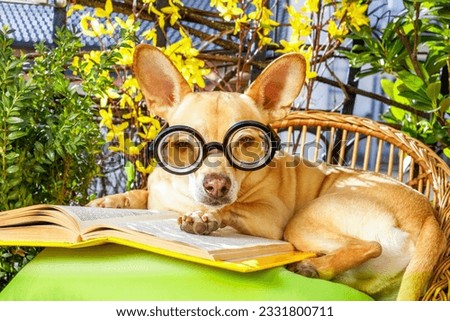 podenco dog reading his favorite book,surrounded by green plants , relaxing and sitting on a lounger or deck chair outside