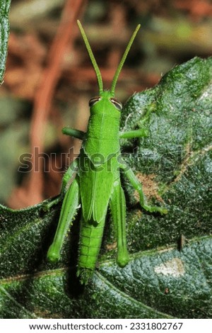 Full-body photo of grasshopper in habitat