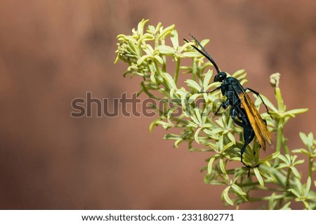 Tarantula Hawk wasp -Pepsis species- on South Kaibob Trail of Grand Canyon National Park, AZ.