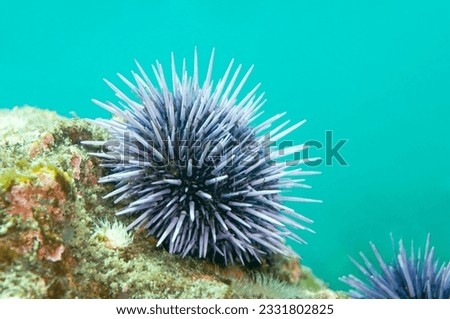 Purple Sea Urchin -Strongylocentrotus purpuratus- Royalty-Free Stock Photo #2331802825