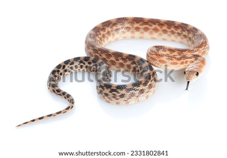 Cape Gopher Snake -Pituophis catenifer vertibralis-