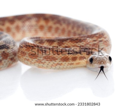 Cape Gopher Snake -Pituophis catenifer vertibralis-