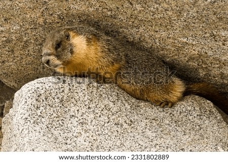 Wild Marmot -Marmota- near Tokopah falls located in the Lodgeple campground in the Sequoia National Park, CA.
