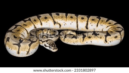 Bumble Bee Ball Python -Python regius- isolated against black background