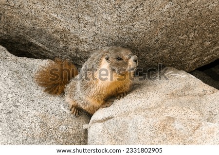 Wild Marmot -Marmota- near Tokopah falls located in the Lodgeple campground in the Sequoia National Park, CA. Native to mountainous regions of Europe, United States, and Canada.
