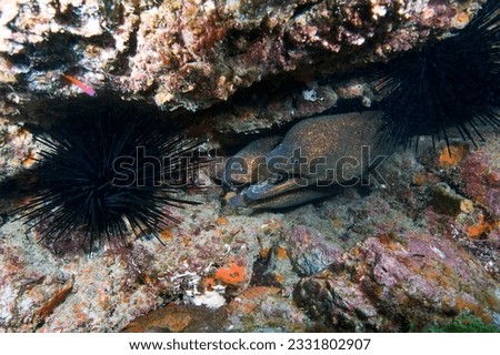 California moray eels -Gymnoyhorax mordax- off Channel Islands, CA