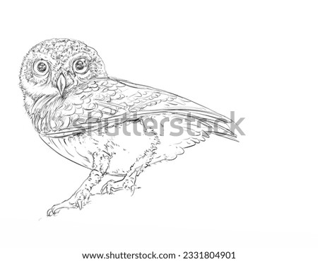 Owl sketch. Hand drawn vector illustration. Isolated on white background.