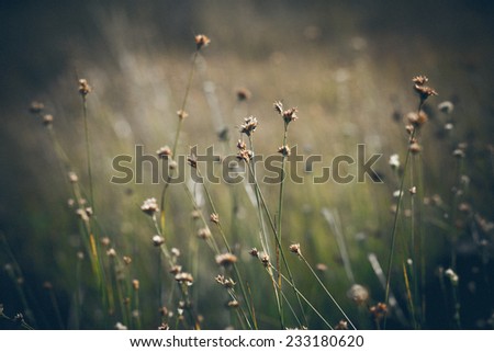 closeup of beautiful green grass with blur background. Vintage effect. Retro grainy color film look.