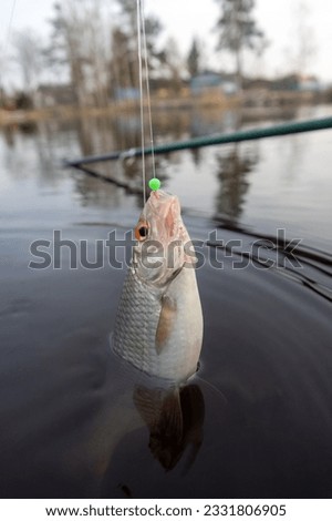 Roach. Gambling fishing on the river in the evening. Leger rig evening biting, bottom line set up Royalty-Free Stock Photo #2331806905