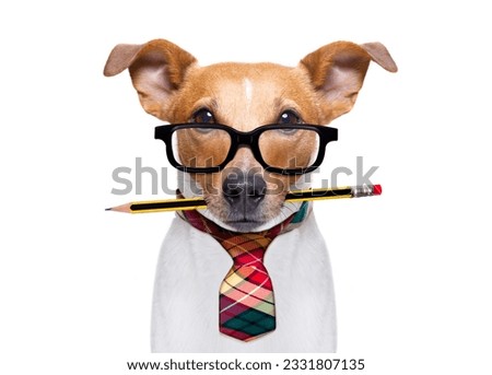 office worker businessman jack russell dog as boss and chef , with pencil or pen in mouth isolated on white background