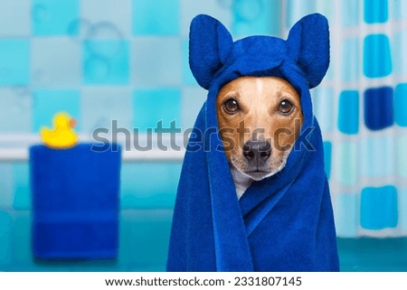 jack russell dog in a bathtub not so amused about that , with yellow plastic duck and towel,wearing bathrope or towel