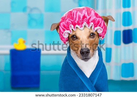 jack russell dog in a bathtub not so amused about that , with yellow plastic duck and towel,wearing bathrope or towel