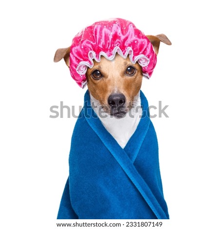 jack russell dog in a bathtub not so amused about that ,wearinga towel or. bathrope or towel