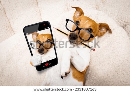 office worker businessman jack russell dog as boss and chef , taking a selfie with pencil or pen in mouth