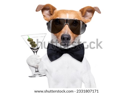 drunk jack russell dog toasting and drinking a cocktail martini drink with olives, isolated on white background