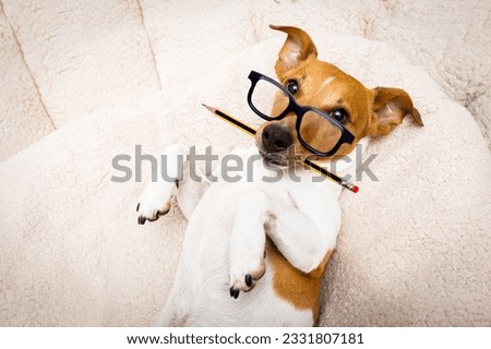 office worker businessman jack russell dog as boss and chef , with pencil or pen in mouth
