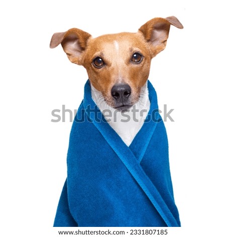 jack russell dog in a towel not so amused about that , with blue colour, having a spa or wellness treatment or is about to have a shower , isolated on white background