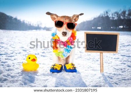 cool funny freezing icy dog in snow with sunglasses and flower chain , waiting for the summer to come very soon, banner to the side