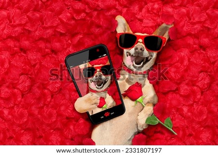 podenco dog resting in a bed of rose petals for valentines day happy with funny red sunglasses, taking a selfie
