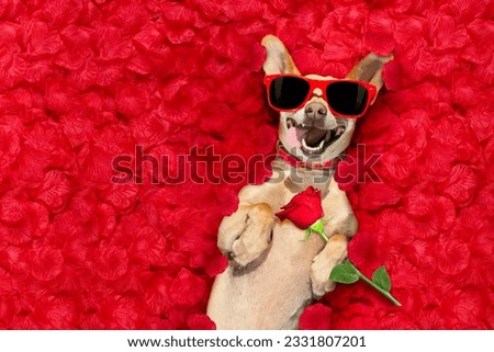 podenco dog resting in a bed of rose petals for valentines day happy with funny red sunglasses and red flower
